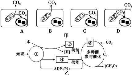 卡爾文循環是所有植物光合作用的基本途徑,大致可分為3個階.