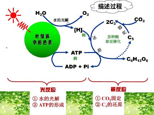 光合作用下載 生物 21世紀教育網