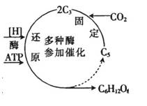 非同源染色體上的dna分子之間最可能相同的是